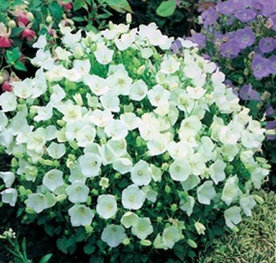 Karpaten-Glockenblume Weiße 100 Samen, Campanula Carpatica White