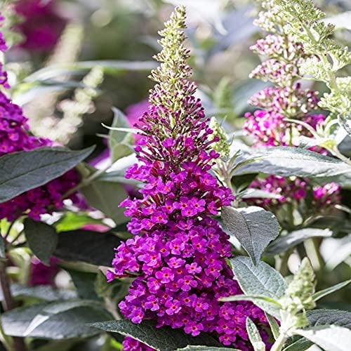 Buddleia Buzz Hot Raspberry - Butterfly Bush | Deciduous Potted Garden Shrub (15-30cm Incl. Pot)