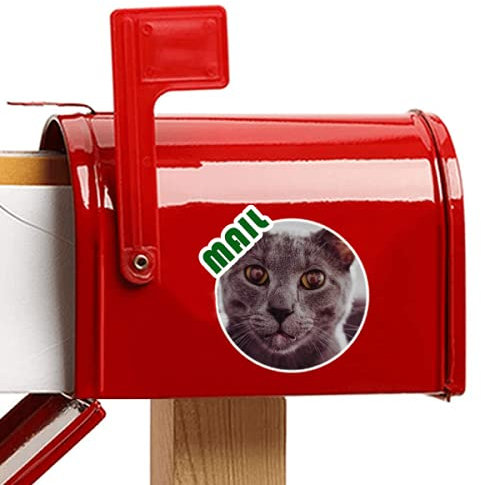 Beauty Gift Animal Big Eye Gray Cat Photograph Aufkleber Briefkastenaufkleber Kleber