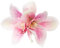New Hawaii Orchid Flowers Hair Clips Bohemia Style Bridal Flowers Hair Hairpins P3W0 Decor Accessories Barrette For Wedding Hair