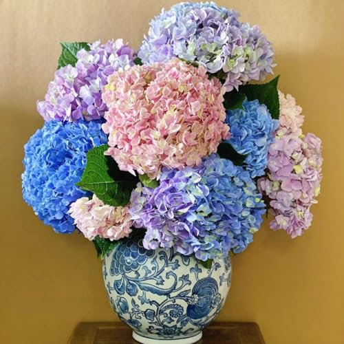 I bulbi di ortensia sono adattabili a vari climi, facili da piantare, altamente ornamentali e hanno un lungo periodo di fioritura-3 bulbi-a