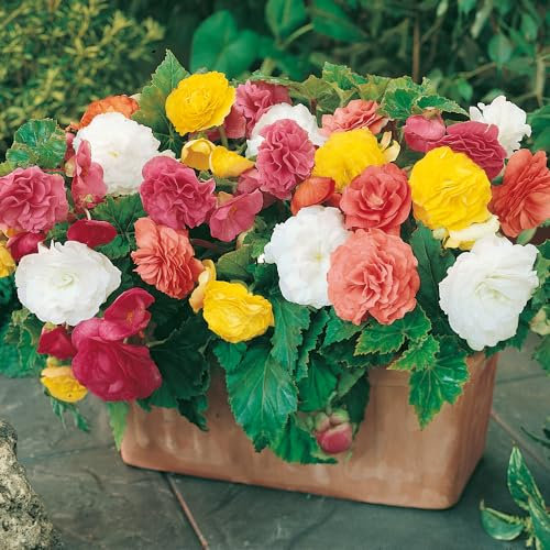 Begonia 'Non-Stop' Hanging Basket/Bedding Plants - Pack of 18 Jumbo Plugs