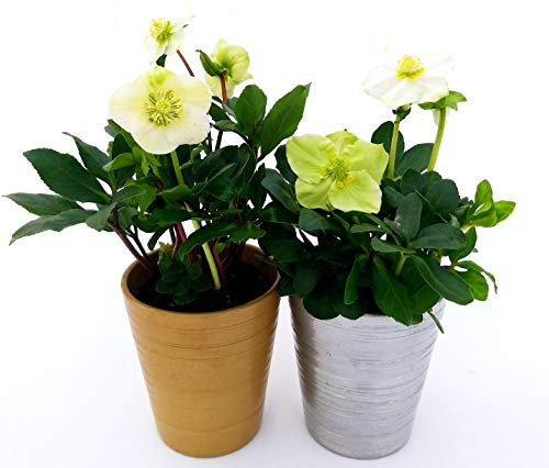 POWERS TO FLOWERS - HELLEBORUS Elleboro, Rosa di Natale, 2 PIANTE IN VASO CERAMICA ORO - ARGENTO, Piante Vere