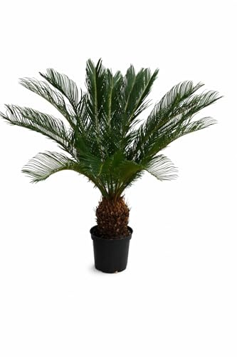 Angebot Cycas Revoluta 60-70 cm – Exotischer Sagopalmfarn, Pflegeleichte Zimmerpflanze, Ideal für Innenräume