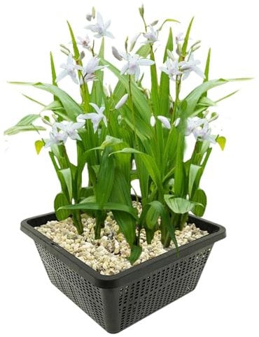 vdvelde.com - Japanische Orchidee Weiß - 4 Stück - 1 Teichkorb - Bletilla Striata Alba - Hyazinthenorchidee - - Sumpfpflanze- Ausgewachsene Höhe: 50 cm- Platzierung: -1 bis -10 cm