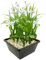 vdvelde.com - Japanische Orchidee Weiß - 4 Stück - 1 Teichkorb - Bletilla Striata Alba - Hyazinthenorchidee - - Sumpfpflanze- Ausgewachsene Höhe: 50 cm- Platzierung: -1 bis -10 cm