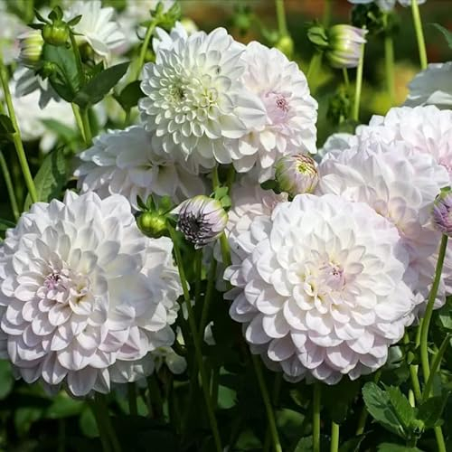 5 Weiß Dahlien Knollen Winterhart Blumensamen Dahlia Zwiebel Mehrjährig Winterhart Blumenwiese Samen Winterlinge Zwiebeln Blumenzwiebeln Exotische Pflanzen Winterhart Gastgeschenk Blumensamen
