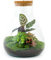 Terrario vegetale • Sam Calathea con lampada • Pianta ecosistema con luce • ↑ 30 cm