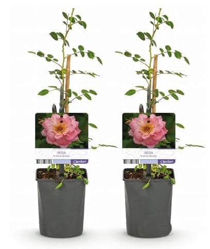 GreenboutiQ - Kletterrose - Rosa Salmon Queen - Blüte Hellrosa - Geringer Pflegeaufwand - 2 Pflanzen - Topf 11cm Höhe 40cm