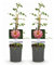 GreenboutiQ - Kletterrose - Rosa Salmon Queen - Blüte Hellrosa - Geringer Pflegeaufwand - 2 Pflanzen - Topf 11cm Höhe 40cm