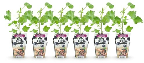 Jostabeere Ribes Jostabes resistente all'inverno, 6 piante, diametro 9 cm, altezza 30 cm, incrocio di ribes nero e uva spina per giardino e balcone