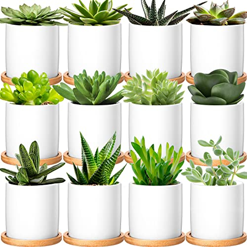 Lot de 12 petits pots de fleurs en céramique blanche de 7,6 cm avec plateau en bambou avec trou de drainage, mini pots de fleurs pour plantes grasses, cactus, décoration de jardin, plante non incluse