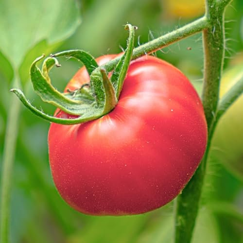 WegAna Tomate Adonis Tomatensamen 0,5g, Himbeertomate, Robuste Gemüsesamen, Gemüse Samen, Samen Anzucht, Saatgut für Gewächshaus