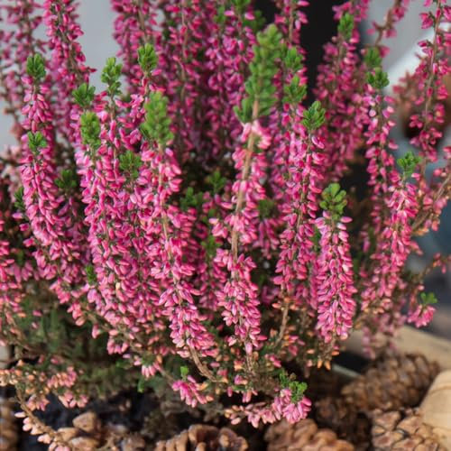 400 piezas Semillas resistentes al brezo, semillas de flores, plantas exóticas erica carnea, semillas de flores silvestres, plantas perennes resistentes decoracion floral flores balcon