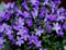 100 graines de fleurs de campanule fraîches et neuves