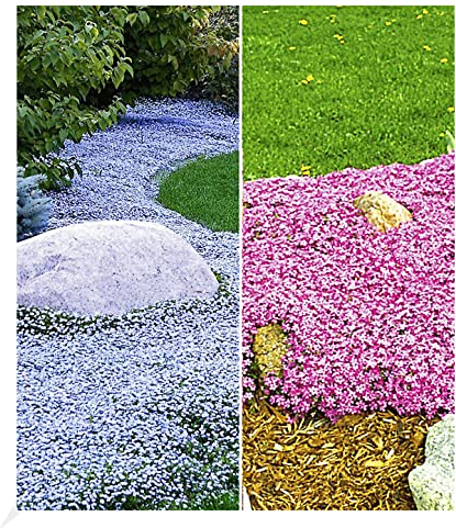 BALDUR Garten Winterhart Bodendecker-Kollektion pink und blau, 3 Pflanzen Isotoma Blue Foot® und 3 Pflanzen Teppichphlox Emerald Pink, winterharte Stauden, mehrjährig, blühend