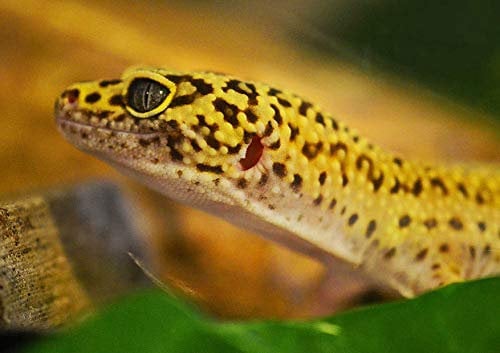 hansepuzzle 76949 - Gecko Puzzle 130 Teile | Tierwelt Puzzle mit hochwertiger Puzzle Aufbewahrung: Kartonbox und wiederverschließbarem Beutel | Puzzle-Maße: 28,7 x 20 cm