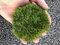 Prefleur konservierte Pflanzen Stange Mooskissen Dutt Kissen Natur Grün Dekorativ Echt Natur Grün DIY Kit Terrarien Gartenarbeit Kunst Wanddekoration Florist Dekor (Green-a, 1.5 sq.ft.)