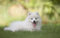 LHJOY impossible clear jigsaw puzzle 1000 pieces Nature dog