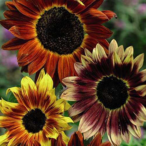 Sunflower Harlequin Mix F1 Hybrid MR Men Finished Bicolour Cut Flowers Rich Colour Hardy Annual Borders Long Flowering 1 Packet of Seeds by Thompson and Morgan