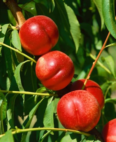 Prunus nucipersica 'Fantasia' 150-200 cm - Nektarine, gelb-rote Früchte, Erntezeit August, ideal für Obstgärten, selbstfruchtend, winterhart