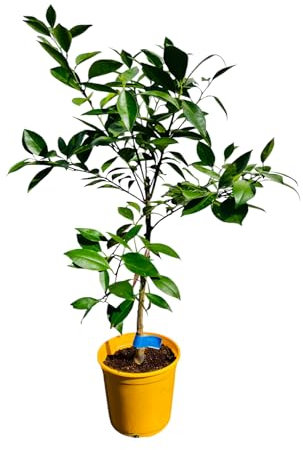 Tropictrees Citrus Sinensis Orangenbaum - 80 cm Hoch inkl. Topf | Fruchttragender Zitrusbaum im Saison für Garten & Innenbereich | Immergrün, Pflegeleicht & Duftend