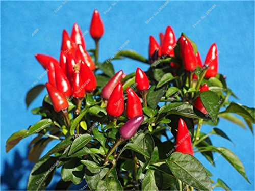 Kirsche Pfeffer sät Gemüse Hausgarten Bonsai Chile Pflanze Nicht-GVO-Garten-Dekoration Küche Würzen von Speisen 200 PC 14