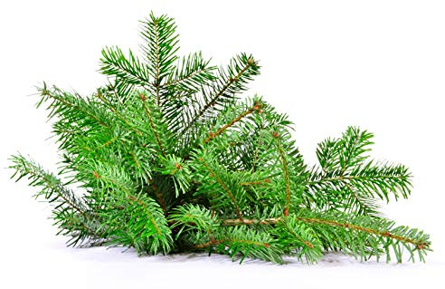 2,50 kg frisches Tannengrün Nordmanntanne Schnittgrün echte Tannenzweige Handbund Advent Verschiedene Kilo Bunde verfügbar (2,50 kg)