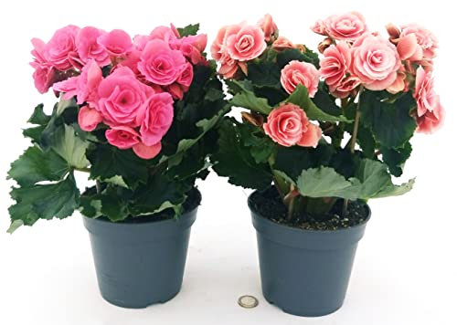 POWERS TO FLOWERS - BEGONIA BORIAS (ROSA ANTICO) e BERSEBA (FUCSIA), VASO 14 CM, piante vere
