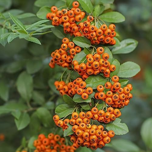 30 pcs Feuerdorn Samen Obstbäume, Zimmerpflanzen Pyracantha fortuneana Kletterpflanzen Winterhart, Seeds Bonsai Baum, Gewächshaus Exotische Früchte, Hochbeet Balkon Zimmerpflanze,