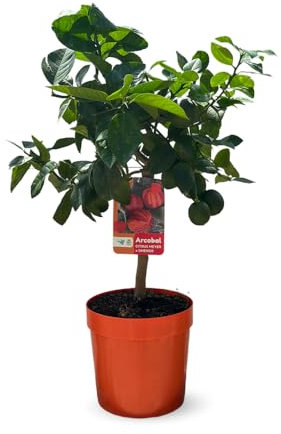 Attitude Jardin - Oranger Arcobal - citrus meyer sinensis - agrume mediterraneo - albero da frutto - 75-85 cm - ⌀ 22 cm
