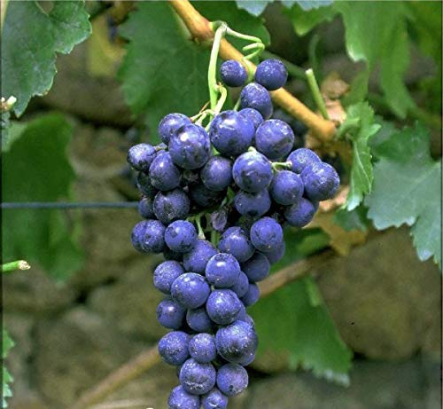 New York Muscat, pilzfeste Weinrebe, rötlich-blaue Beeren, 60-80cm im 9x9cm-Topf