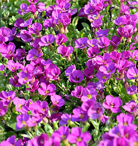 Blaukissen Rosenteppich - Aubrieta cultorum