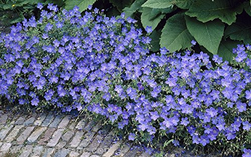 3 x Geranium pratense 'Johnson's Blue' (Winterhart/Stauden/Staude/Mehrjährig/Bodendecker) Storchenschnabel/Storchschnabel - Sehr Bienenfreundlich - intensiv leuchtendes Blau - von Stauden Gänge