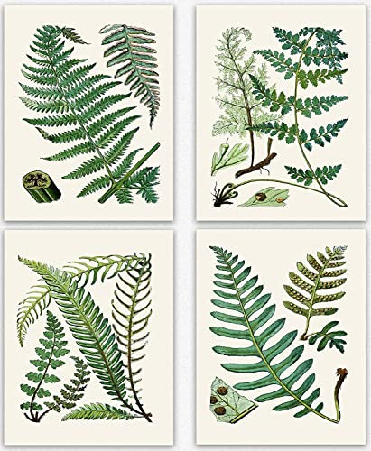 Fern Botanical Prints - Set of 4 Fern Print Wall Art for Bedroom, Green Ferns Pictures for Living Room, Cute Fern Pictures for Bathroom Walls, Ferns Botanical Leaves Home Office Art (5 x 7)