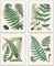 Fern Botanical Prints - Set of 4 Fern Print Wall Art for Bedroom, Green Ferns Pictures for Living Room, Cute Fern Pictures for Bathroom Walls, Ferns Botanical Leaves Home Office Art (5 x 7)