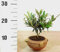 POWERS TO FLOWERS - BONSAI OLIVO IN ORCIO DI TERRACOTTA, Pianta Vera
