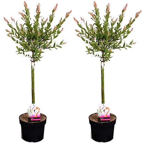 Plant in a Box - Salix integra 'Flamingo' - Set de 2 - Plante exterieur jardin persistant - Saule crevette - Saule panaché - Pot 17cm - Hauteur 60-80cm