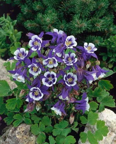 Aquilegia caerulea 'Blue Star' 9x9 cm Topf – Winterhart, Mehrjährig, Pflegeleicht – Akelei – Staude für Beet & Rabatte