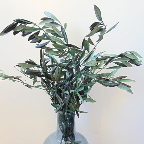 Vrai Branche d'Olivier Stabilisé Naturel, Bouquet Olivier Préservé éternel pour Mariage Décoration Rameaux Centre de Table Couronne, Bouquet Fleurs séchées Vert, Artisanat de France
