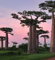 Adansonia perrieri - Affenbrotbaum von Perrier - Baobab - 3 Samen