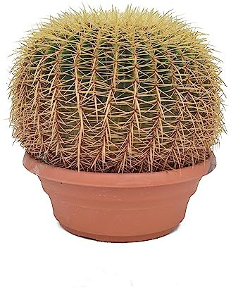 Cactus Asiento de Suegra una Belleza Natural para tu Jardín