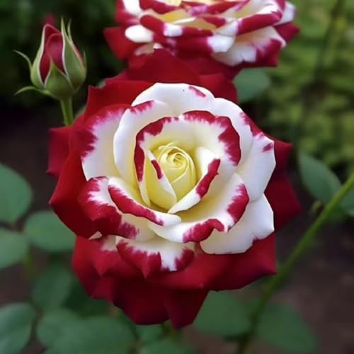 Rosas para Plantar | Pétalos Dobles | Resistentes al Invierno y Perennes | Variedad Exótica Tropical | Ideales para Maceteros-1bulbo-d