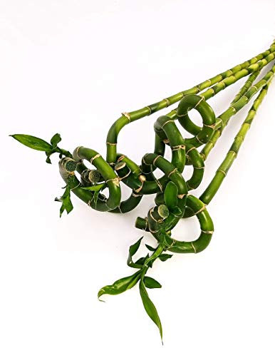 POWERS TO FLOWERS - LUCKY BAMBOO, 5 PEZZI LUNGHEZZA 80CM A SPIRALE, Pianta Vera