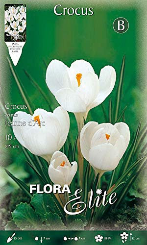 Krokus großblumig 'Jeanne d`Arc ' weiß , Blumenzwiebeln für Herbstpflanzung