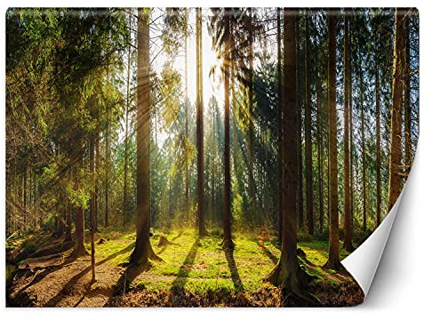 Feeby Wandtapete Fototapete Vlies Wald Pflanzen Natur 250x175 cm Grün Modern Tapete Wohnzimmer Schlafzimmer Sonnenstrahlen Zwischen Bäumen
