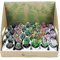 Lote 20 Cactus y Crasas naturales Ø5cm…