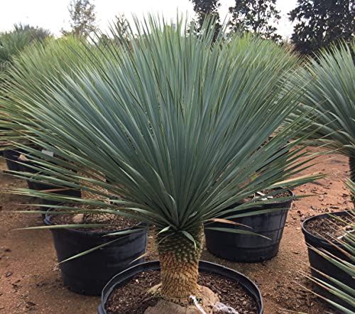 10 Samen Yucca Rigida Blaue Yucca Palme Winterhart