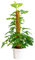 Bonplants Monstera Adansonii Monkey Mask, Pianta Vera da Interni, Rampicante Purificatrice (Vaso 19 cm - Altezza 90 cm con tutore)
