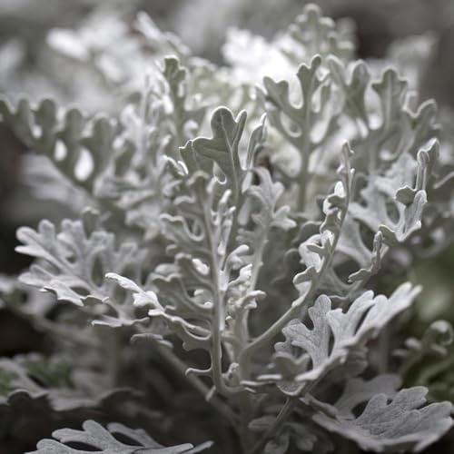 Silberblatt, grau/silber, Topf-Ø 12 cm, 6 Pflanzen